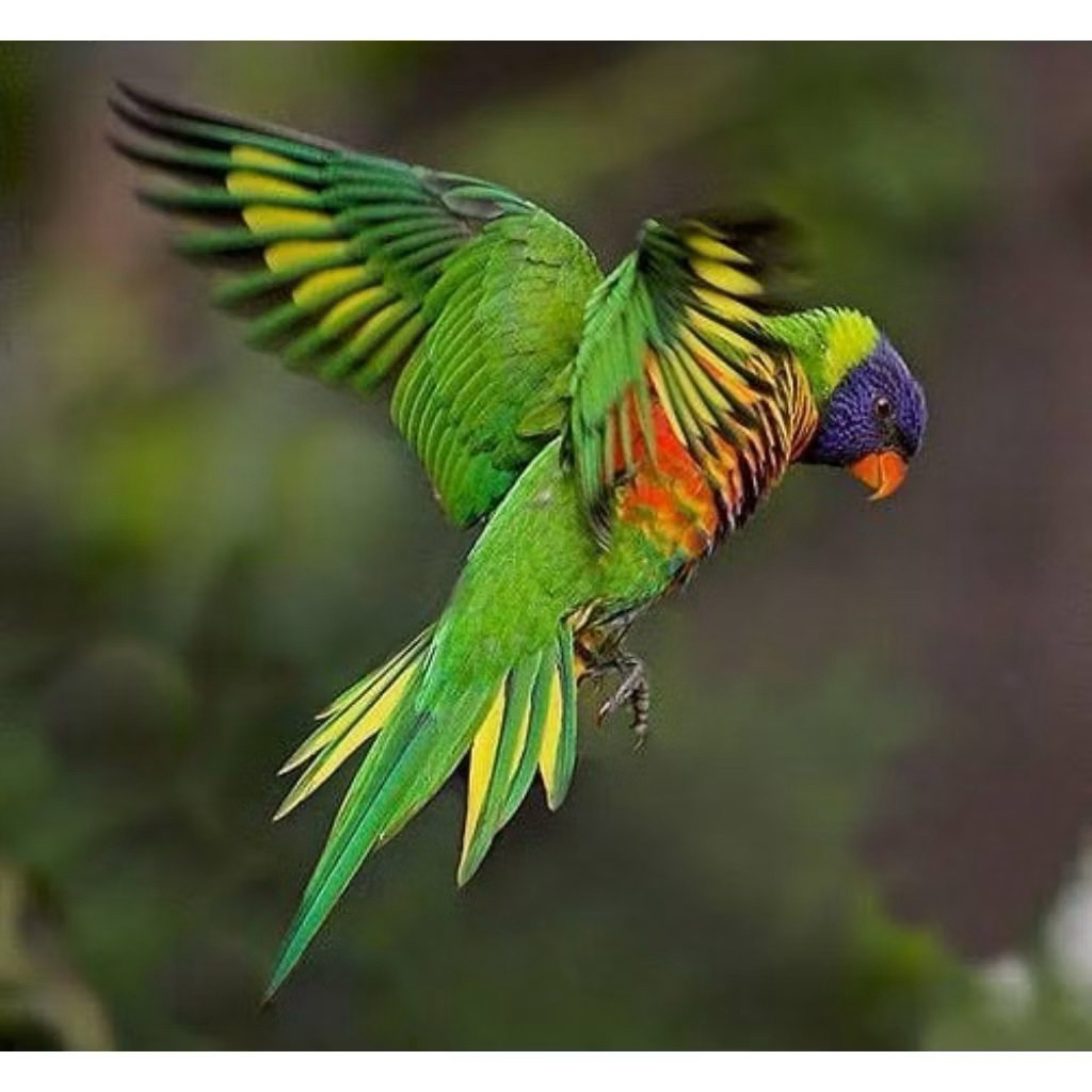 telur nuri Pelangi 2 butir fertil dijamin siap tetas