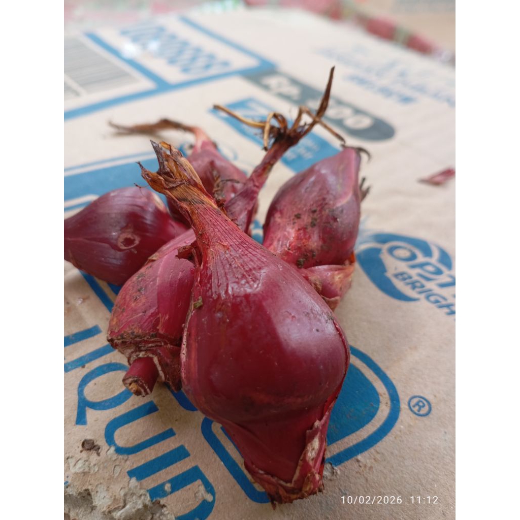 bawang dayak basah segar per500 grm.