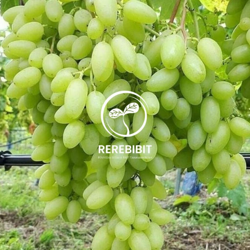 Bibit Anggur Hijau Shine Muscat Super Berkualitas