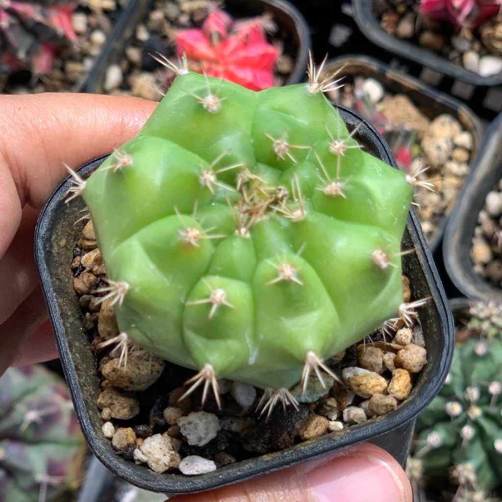 gymnocalycium green marble mihanovichii lb selected form jumbo indukan kaktus gymno miha mihanovichi