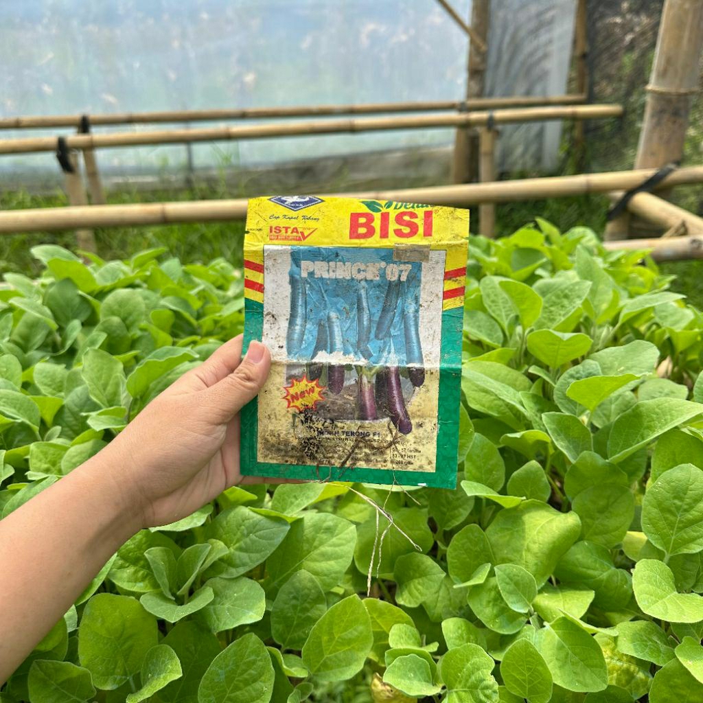 bibit terong prince'07