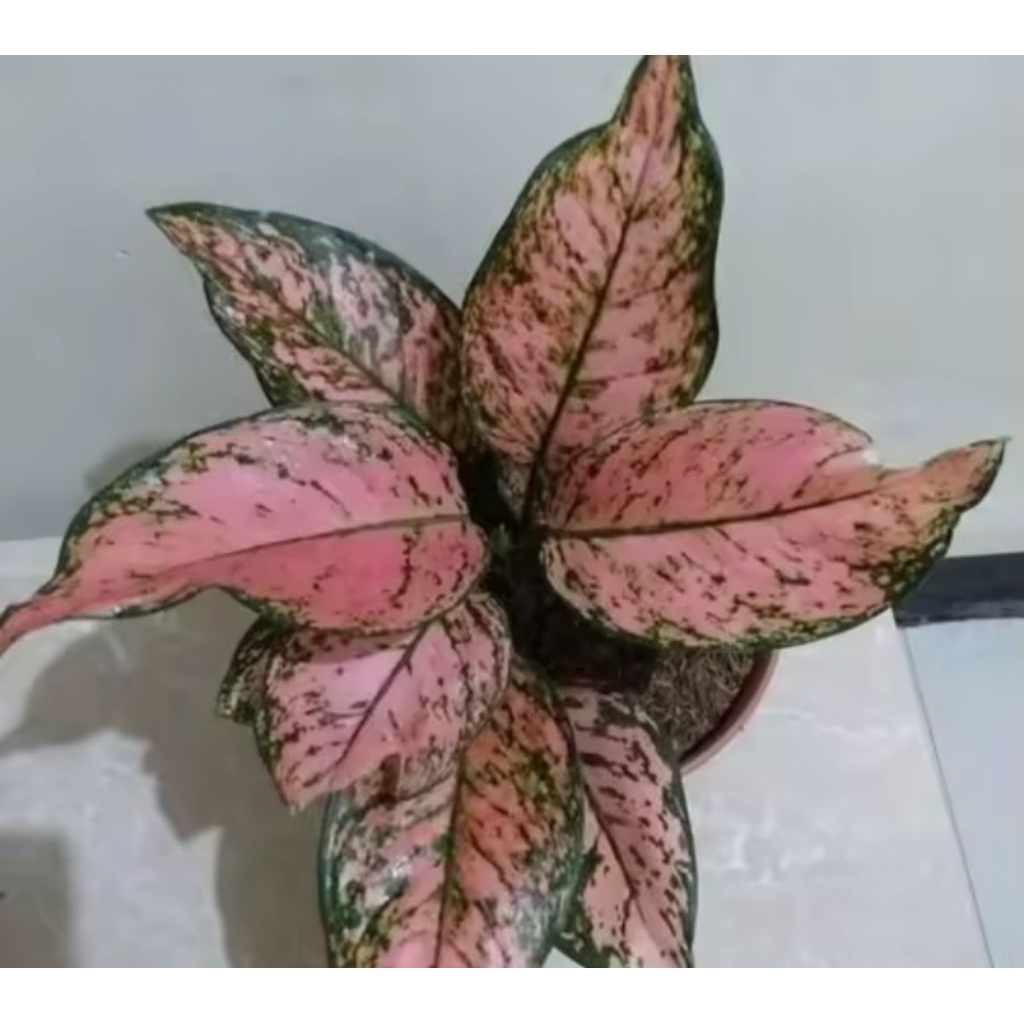 Aglonema lady Valentine - Tanaman hias Aglonema Lady Valentine