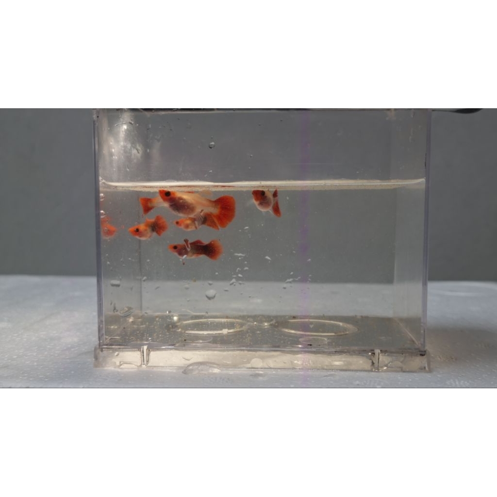 Ikan Hias "Wild Koi Short Glass Belly" Guppy - ikan aquascape, akuarium