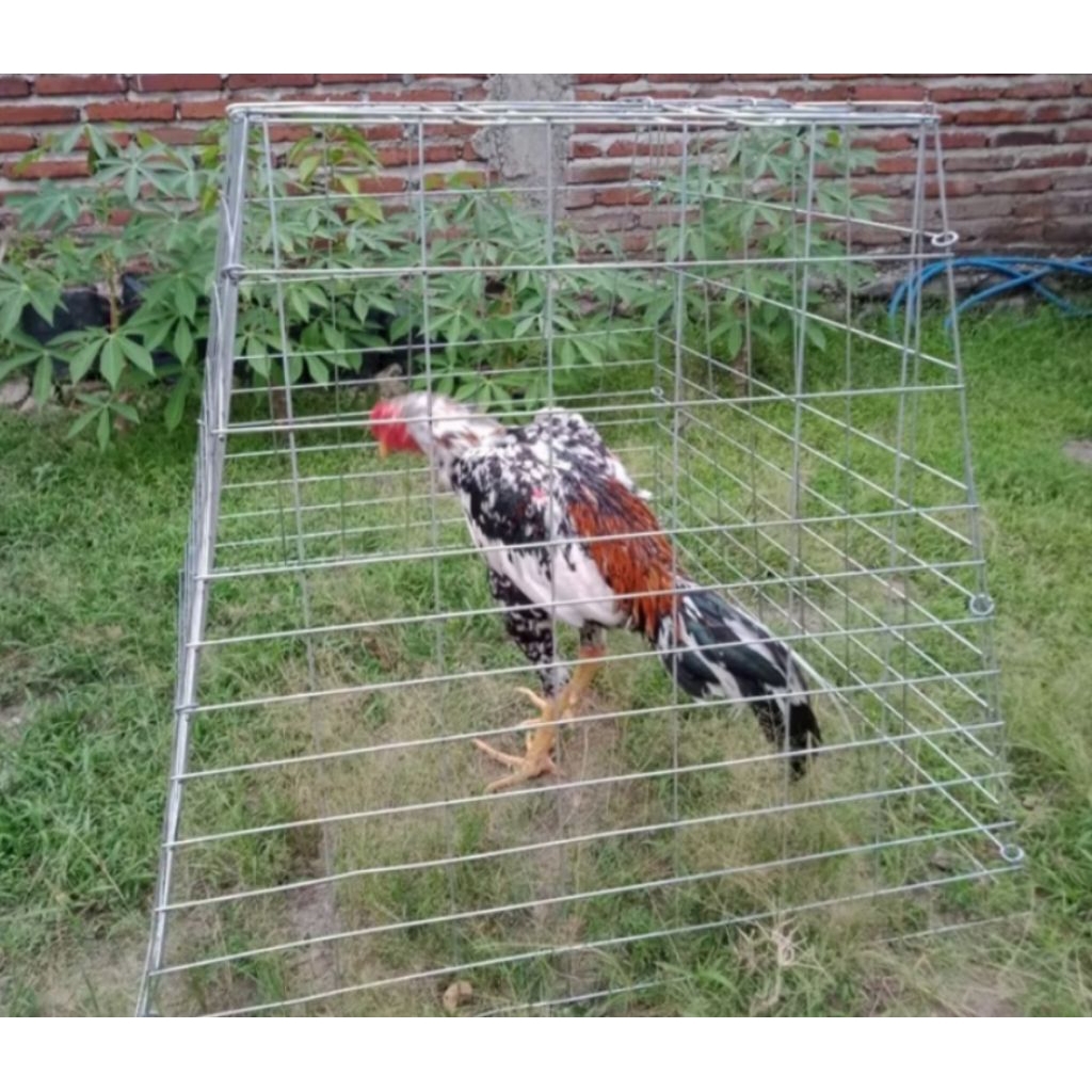 Kandang galvanis untuk ayam umbaran