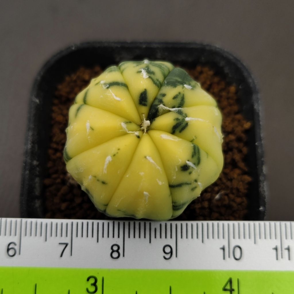 Tanaman Kaktus: Astrophytum asterias variegata