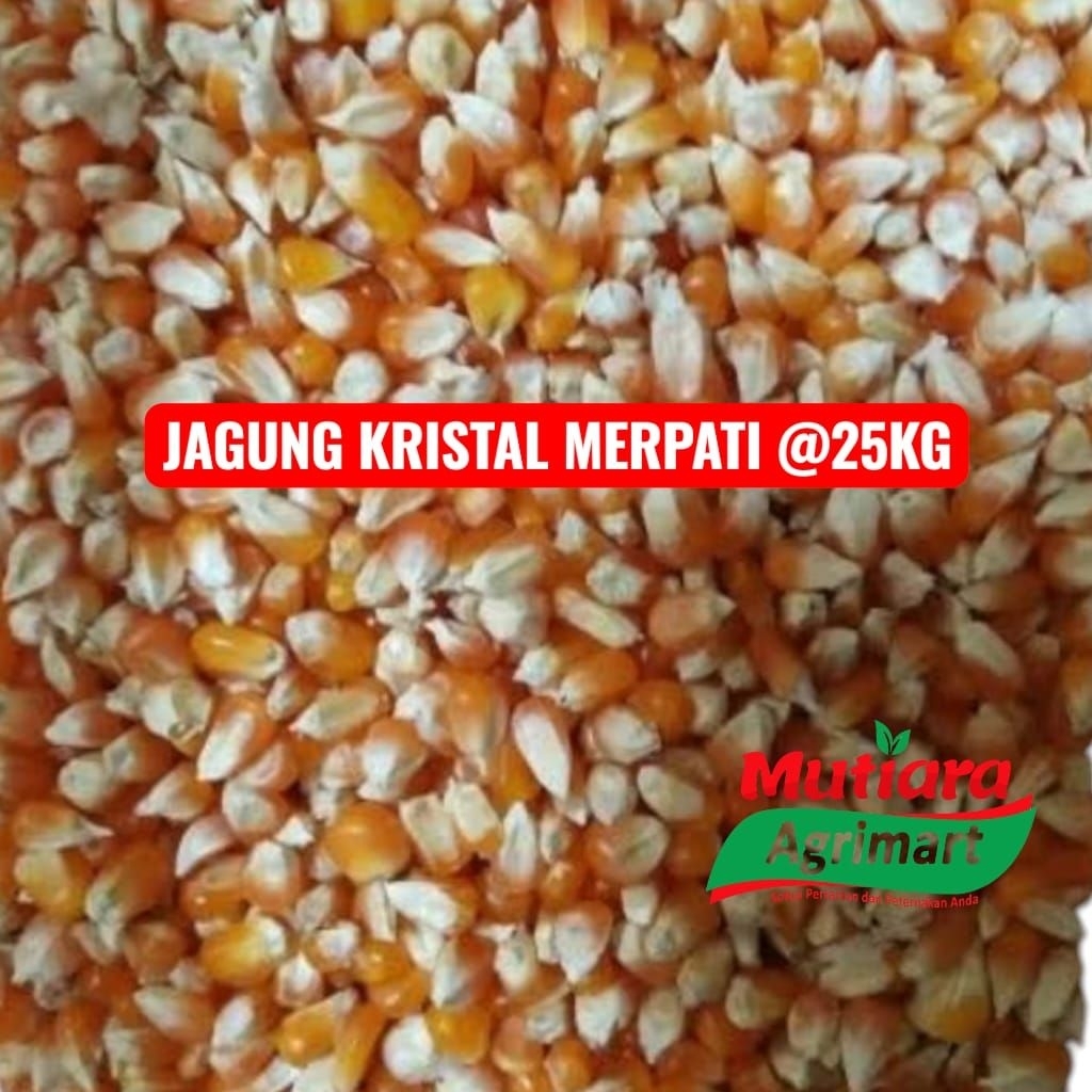 JAGUNG OREN PAKAN MERPATI SUMBER JAYA 25KG