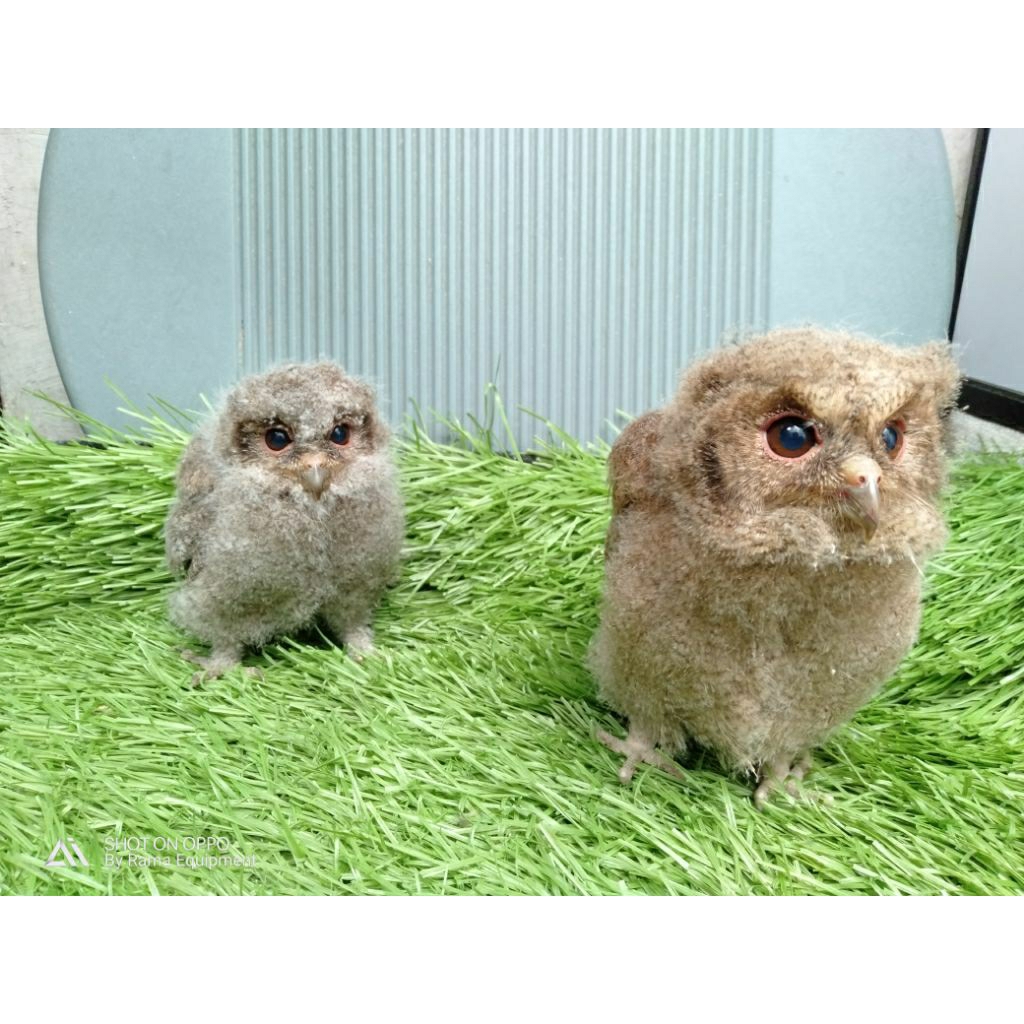 Burung Hantu Celepuk Bulu Kapas Brancher