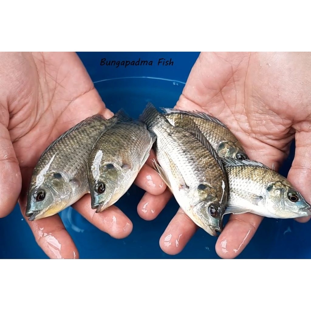 bibit ikan nila hitam/mujair ukuran 3 jari berkualitas
