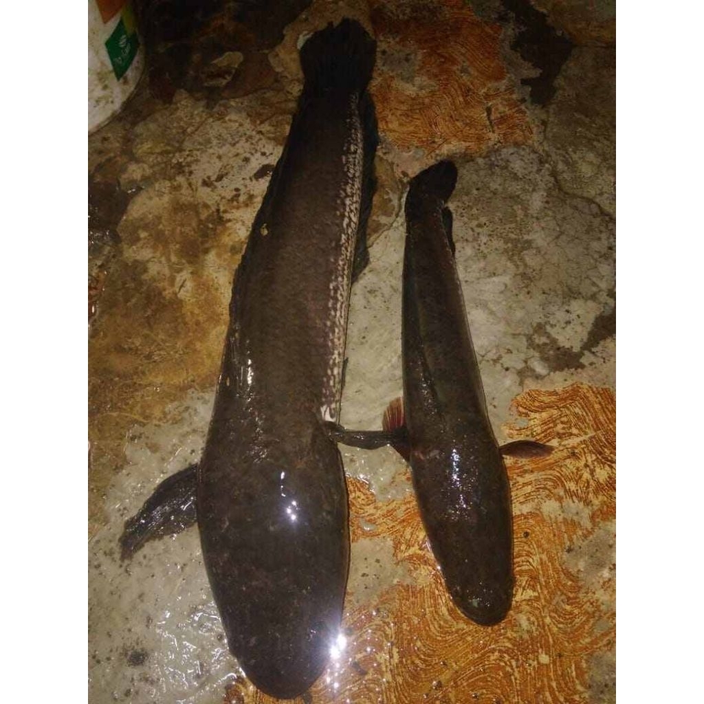 bibit ikan gabus rawa hidup sz 15-20cm up berkualitas