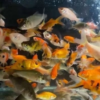 ikan mas pakan predator
