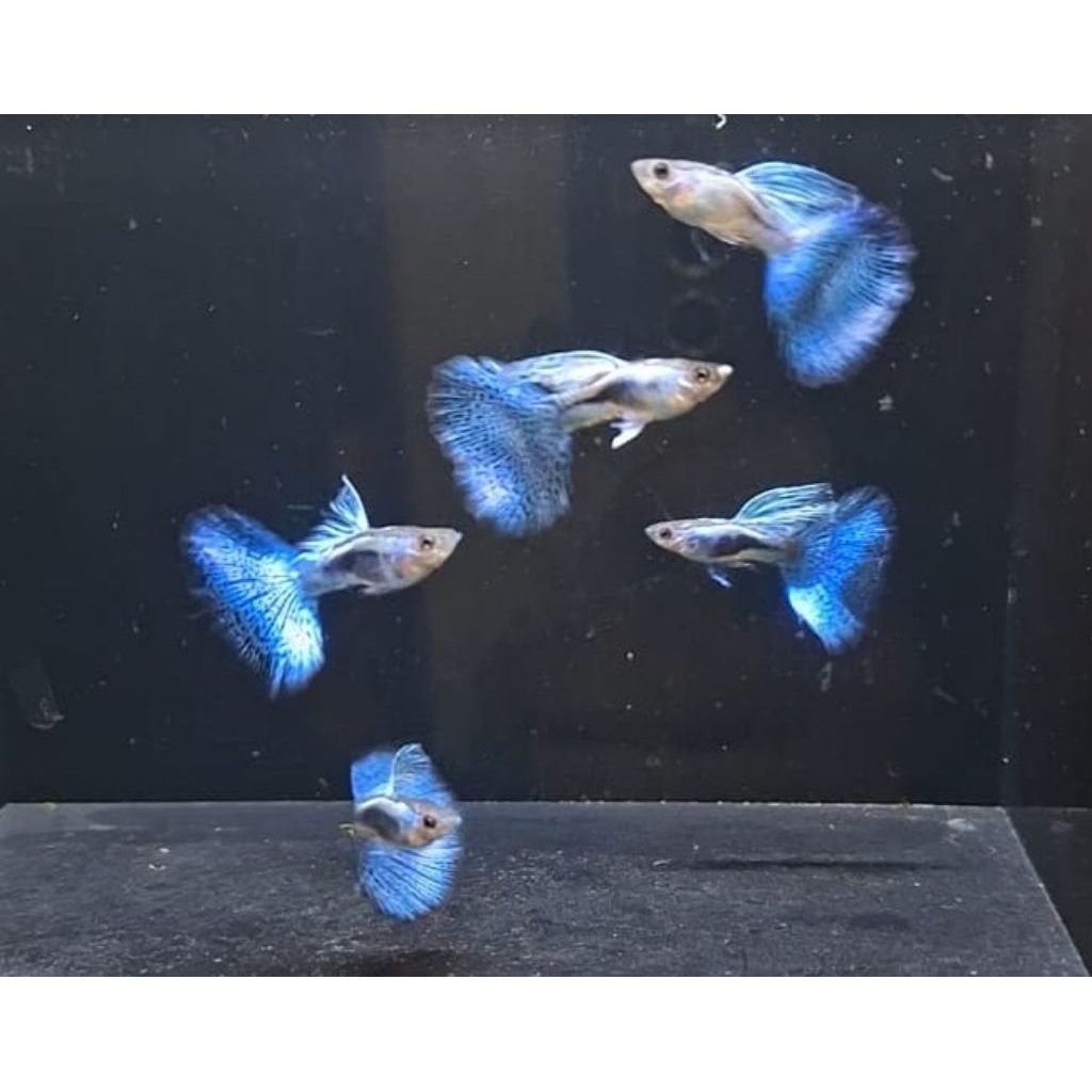 Guppy Blue Grass Mega Dorsal  | Grade A+ | Hiasan Akuarium