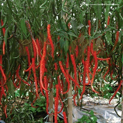 10 Biji Benih Cabe Keriting LADO F1