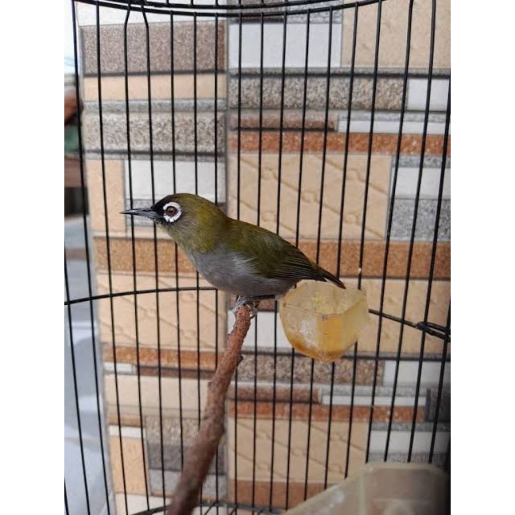 Pleci bustomi kepala hitam riwikan