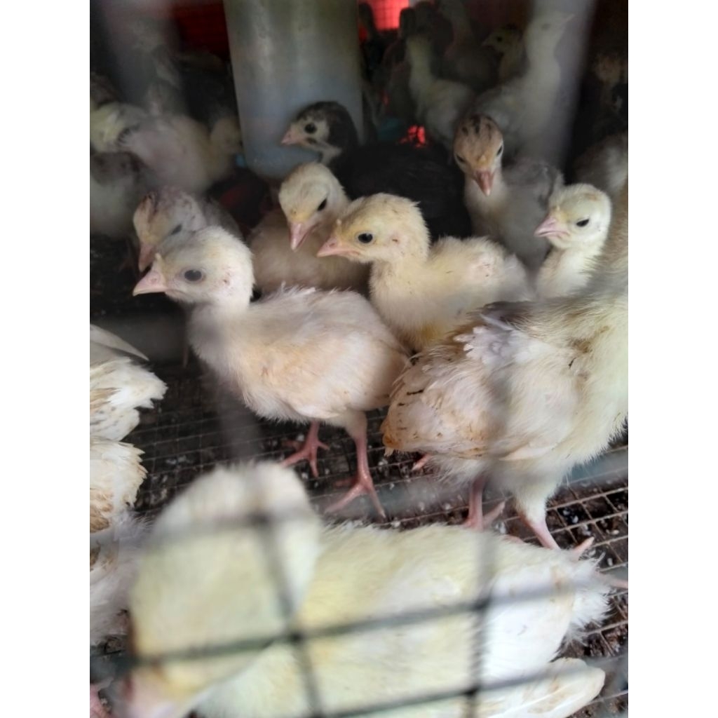 Bibit ayam hias kalkun - ayam kalkun - bibit ayam hias kalkun asli