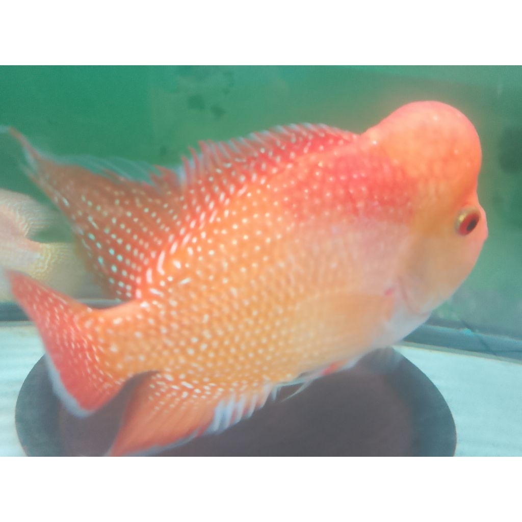 golden base cencu progres 6-7cm full mutasi