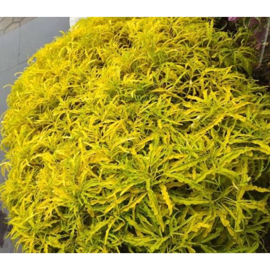 Tanaman Hias Brokoli Kuning Tanaman Brokoli Hias