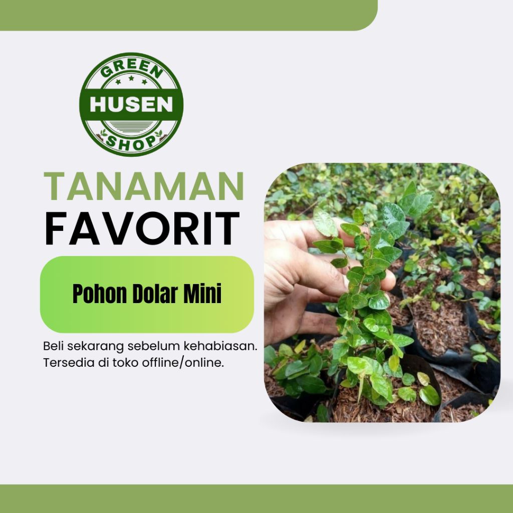 Tanaman Dolar Rambat Kecil Ficus Pumila Pohon Dolar Mini Tanaman Rambat