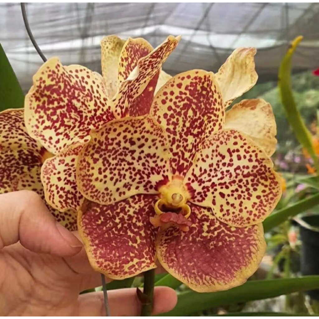 Anggrek Bulan Dewasa Spike Cleo - Anggrek Bulan spike