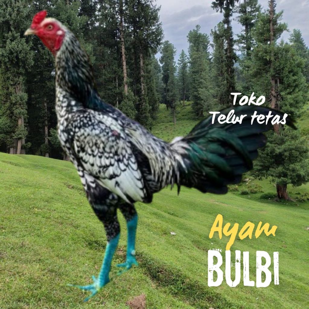 TELUR AYAM BULBI ORI UNTUK DITETASKAN