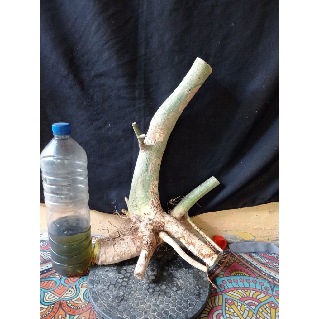 Bahan bonsai serut unik besar