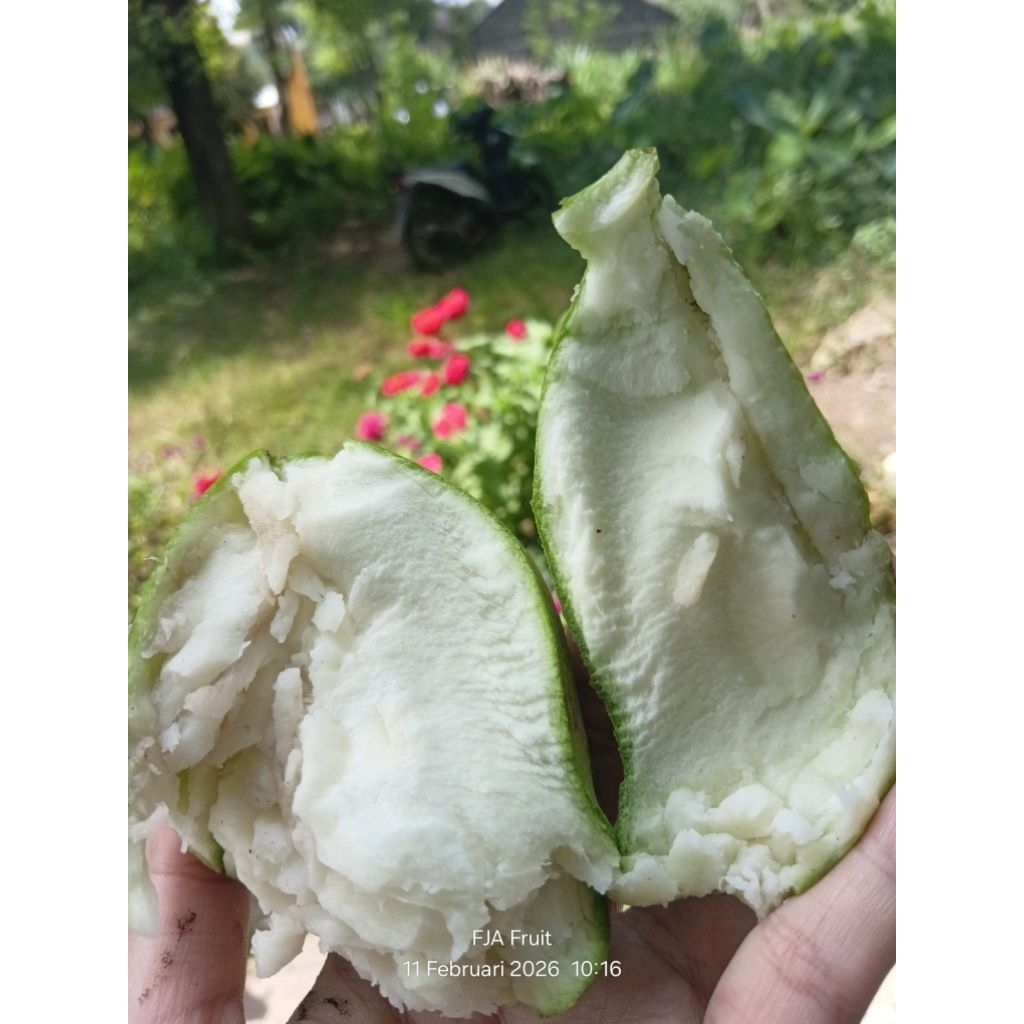 mangga muda fresh/mangga rujak/mangga mentah