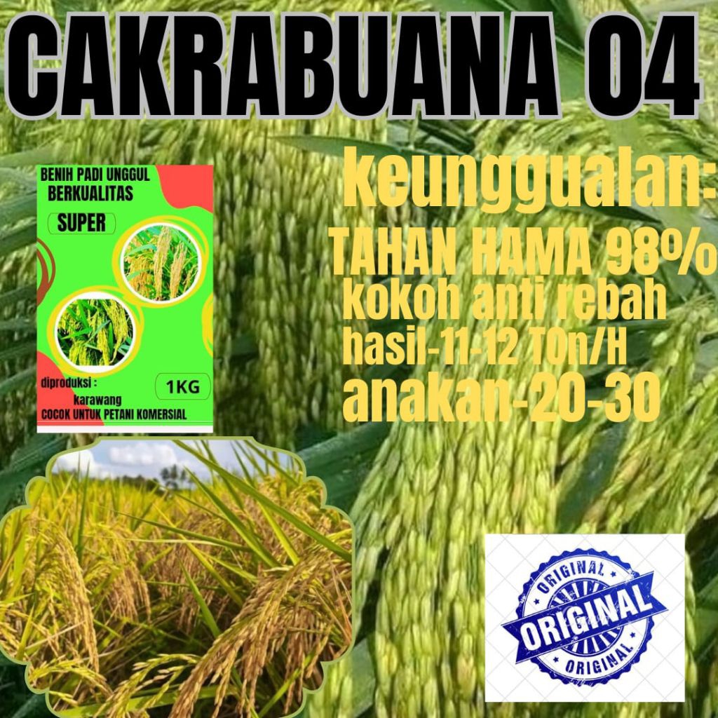 Benih padi unggul CAKRABUANA 04 kemasan 5Kg