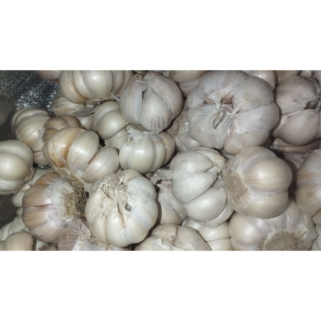BAWANG PUTIH 1KG