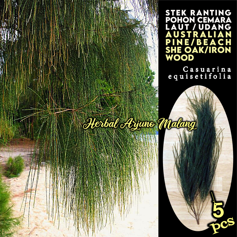 Cemara Udang Laut Stek Ranting Pohon Tanaman Pemecah Angin Wind Barrier Outdoor Australian Pine Iron