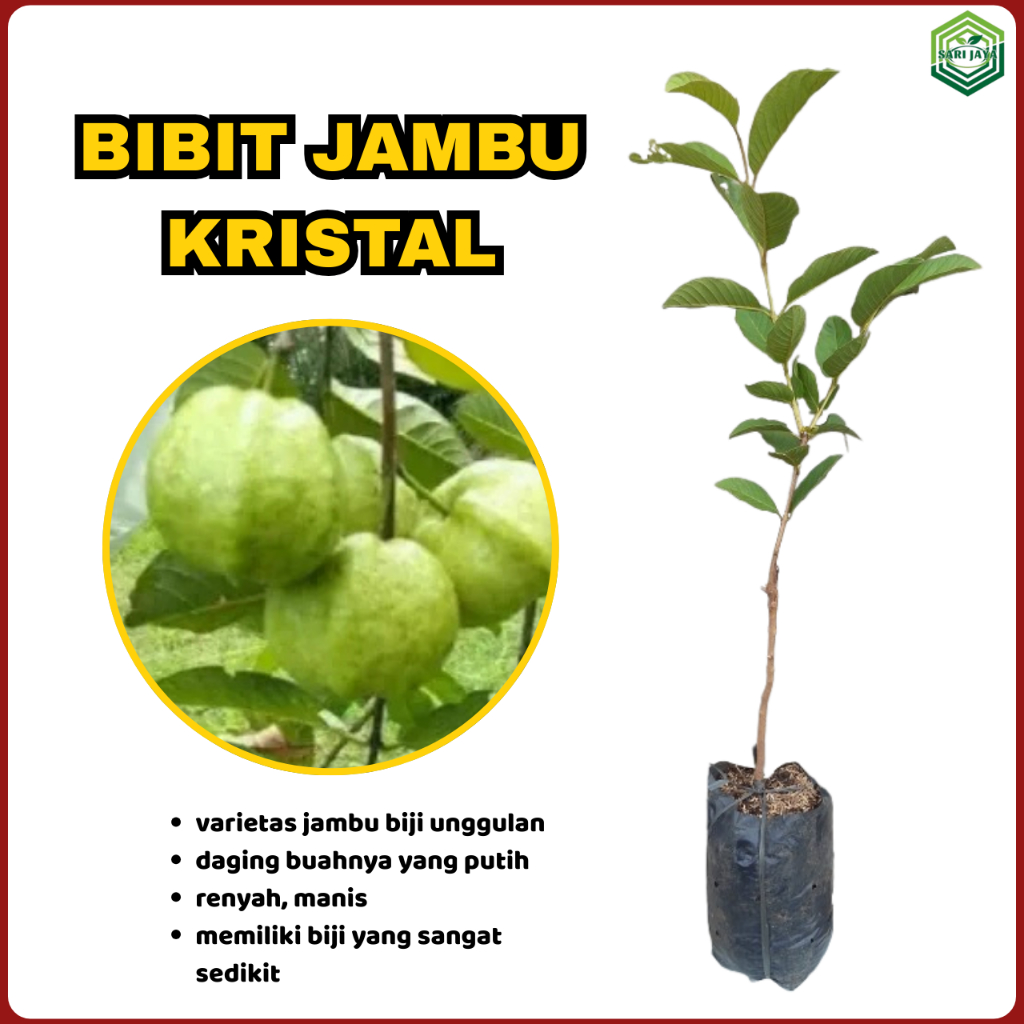 Bibit Jambu Kristal Tanpa Biji, Berbuah Cepat 5-7 Bulan, Daging Tebal Renyah