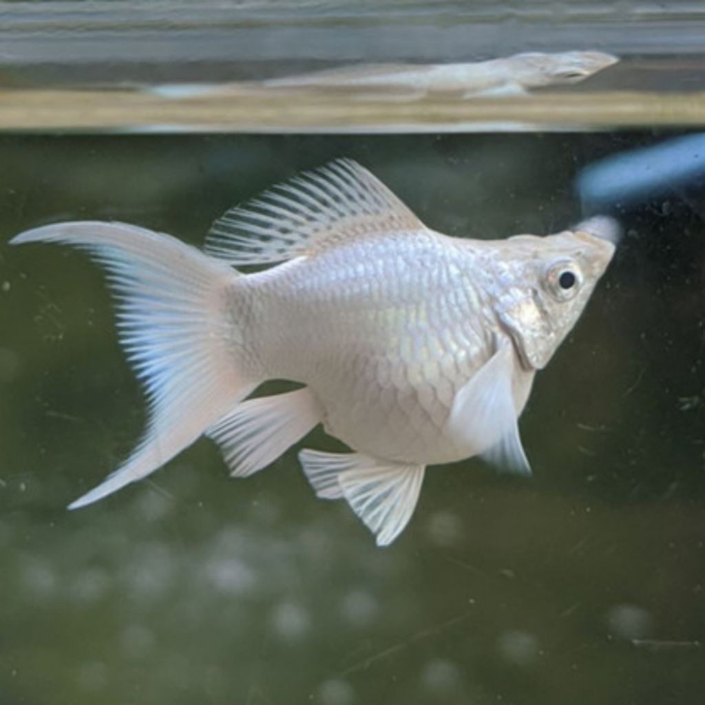 IKAN MOLLY CAWANG BALLON