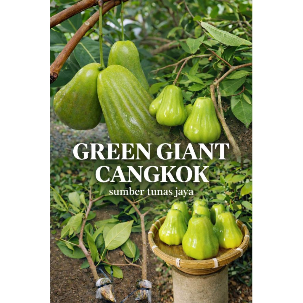 BIBIT JAMBU GREEN GIANT CANGKOK