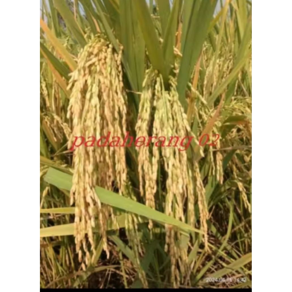 benih padi Padaherang 02