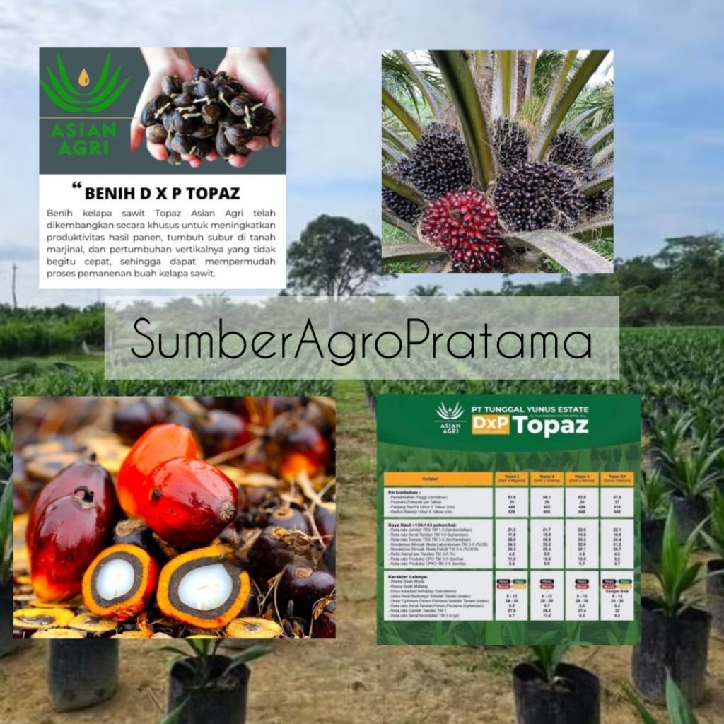 BENIH KECAMBAH D×P TOPAZ