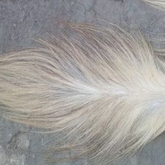 REKBER ekor kuda putih