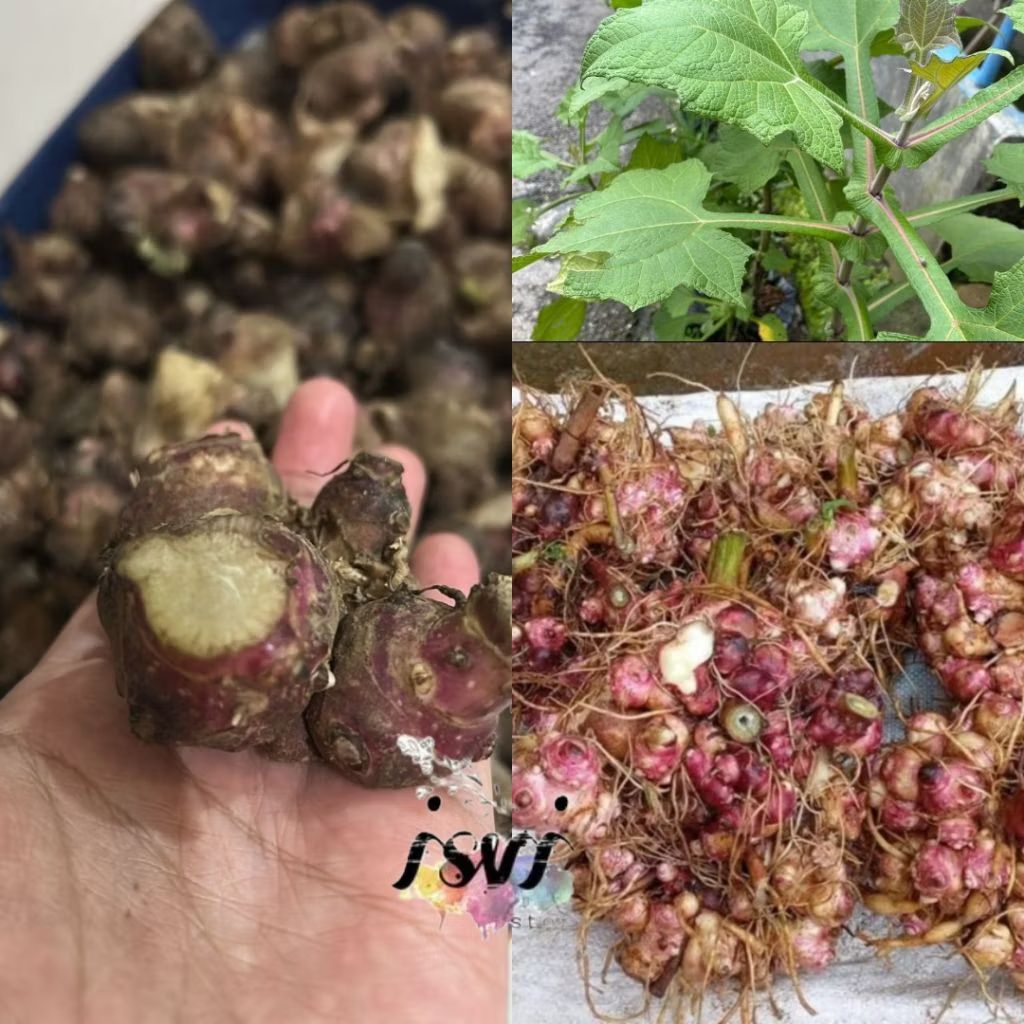 bibit ubi yakon/rimpang ubi yakon 1kg