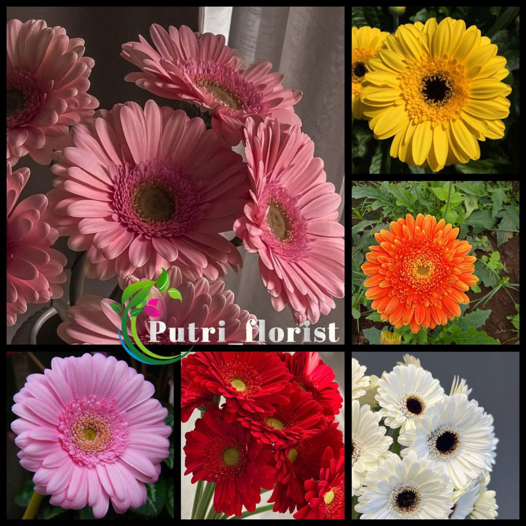 Bunga Potong Gerbera Holland ( Herbras )Harga 1 tangkai