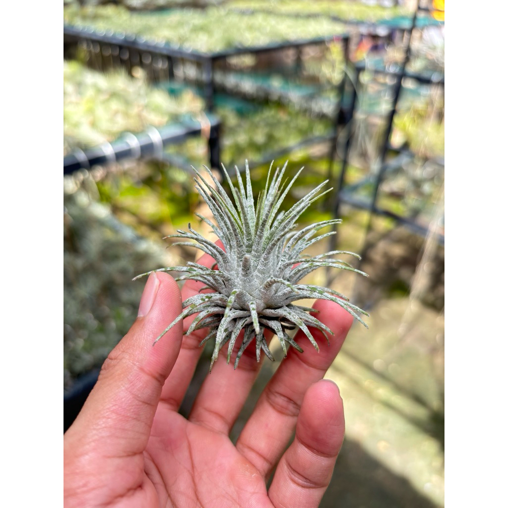 Tillandsia Ionantha Zebrina