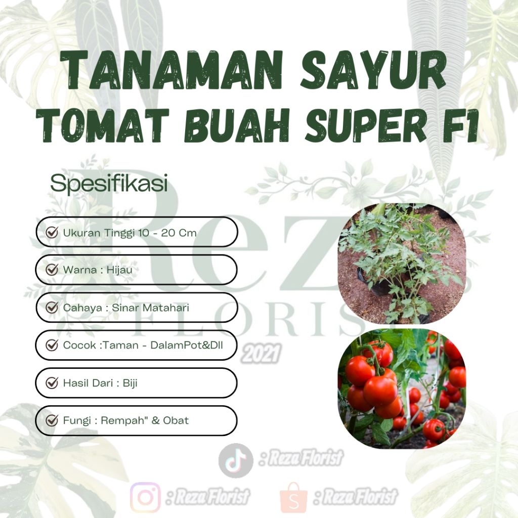 Bibit Tanaman Sayur Buah Tomat F1 - Buah Super