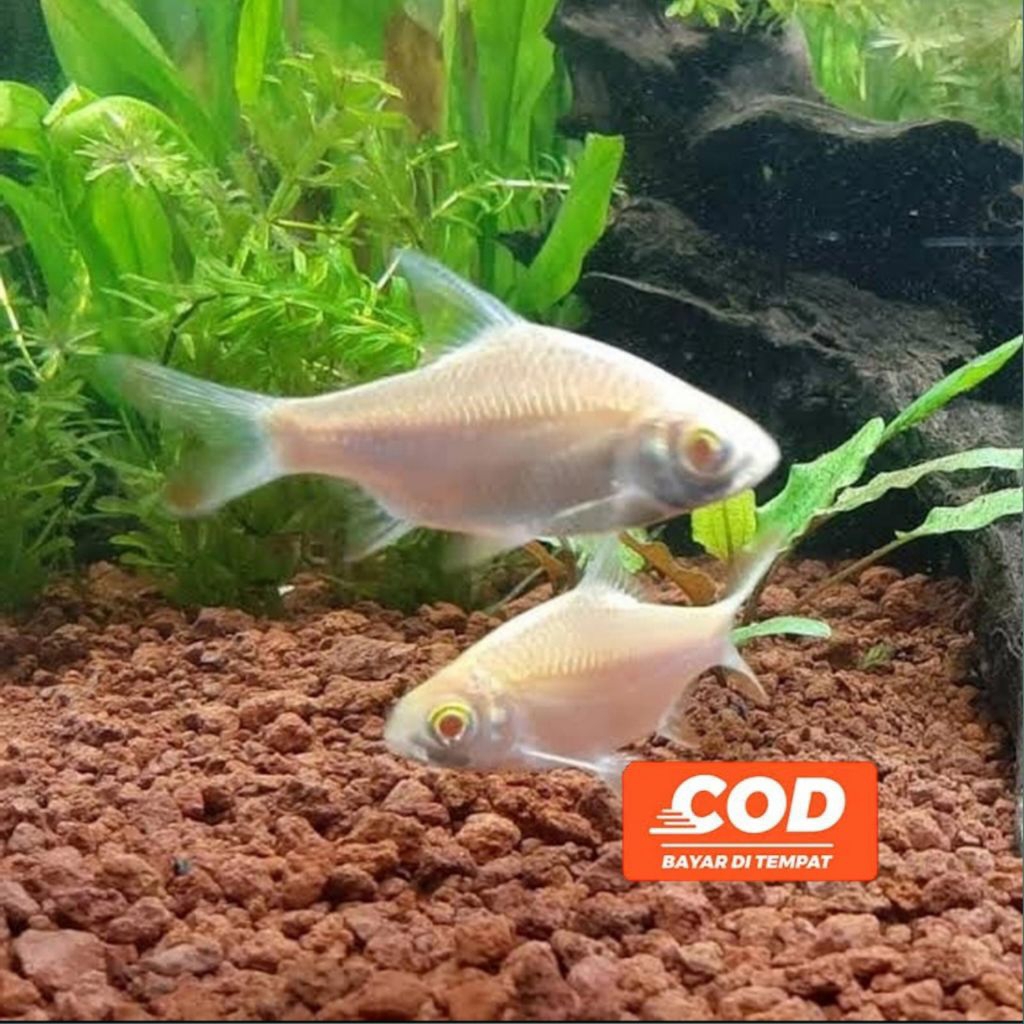Ikan Kaviat Albino Ikan Hias Tankmate Predator Pembersih Aquarium
