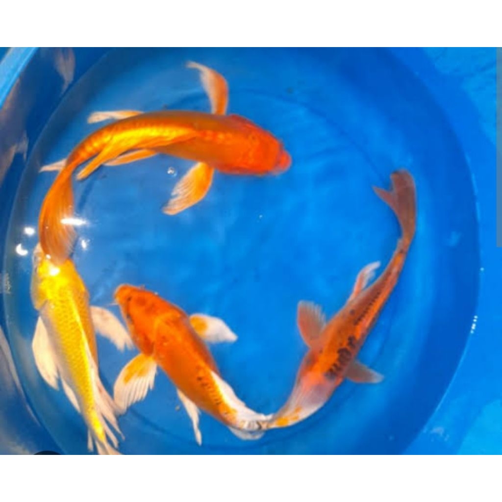 Ikan hias koi kumpay metalik & platinum slayer 8-9cm