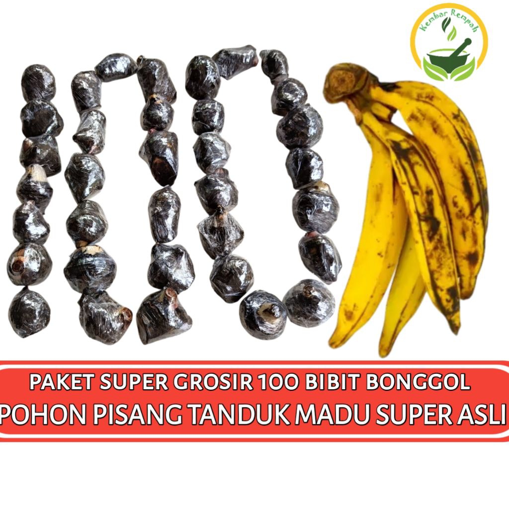 PAKET SUPER GROSIR 100 BIBIT BONGGOL PISANG TANDUK MADU Dongkelan Pohon Pisang Tanduk Madu Super Asl