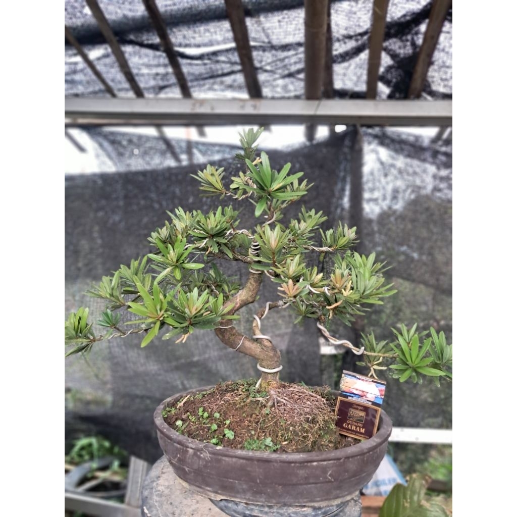 Bonsai Lohansung Pucuk Merah Meliuk