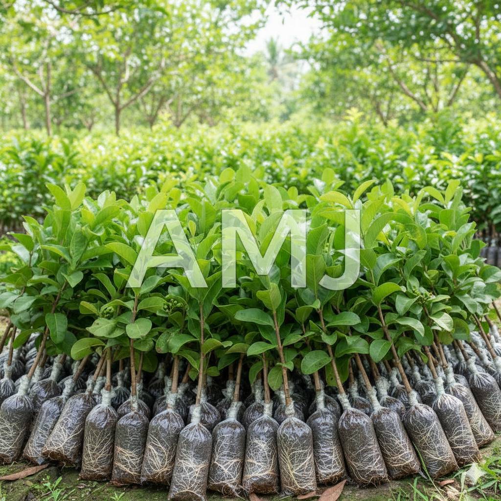 Bibit Jambu Citra Cangkok