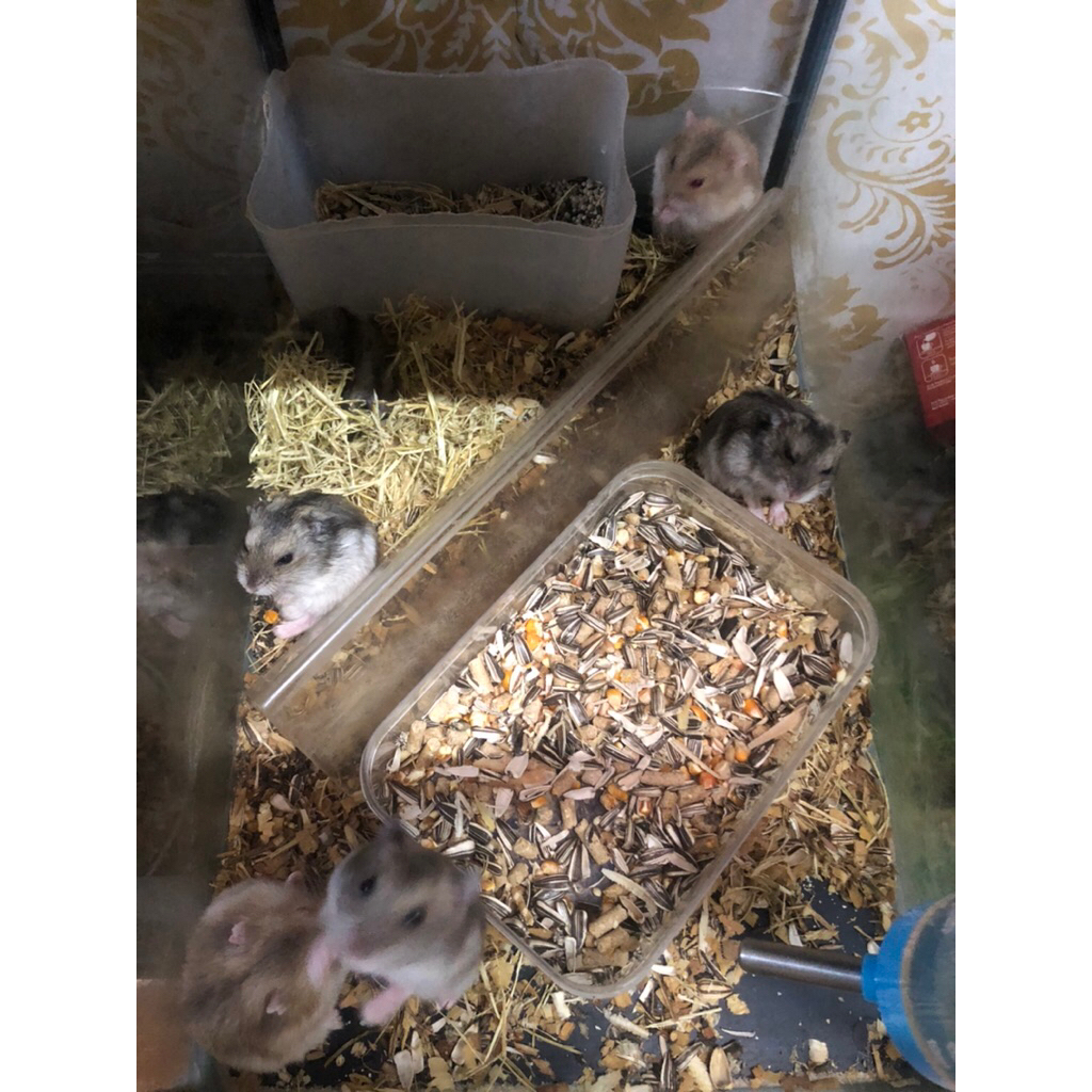 Hamster winter white tiger