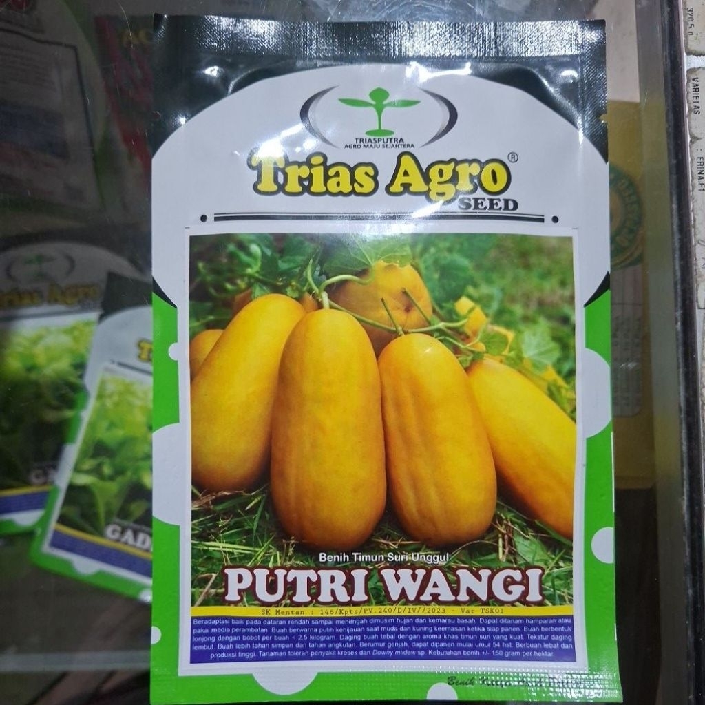 BENIH TIMUN SURI KUNING ' PUTRI WANGI ' ORIGINAL 100 %
