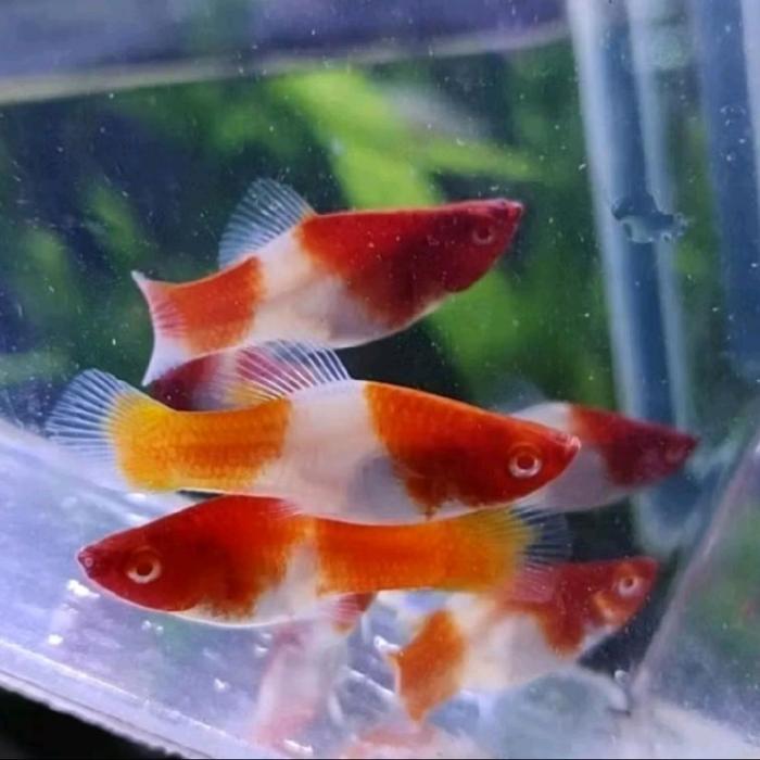 ikan hias platy kohaku merah putih
