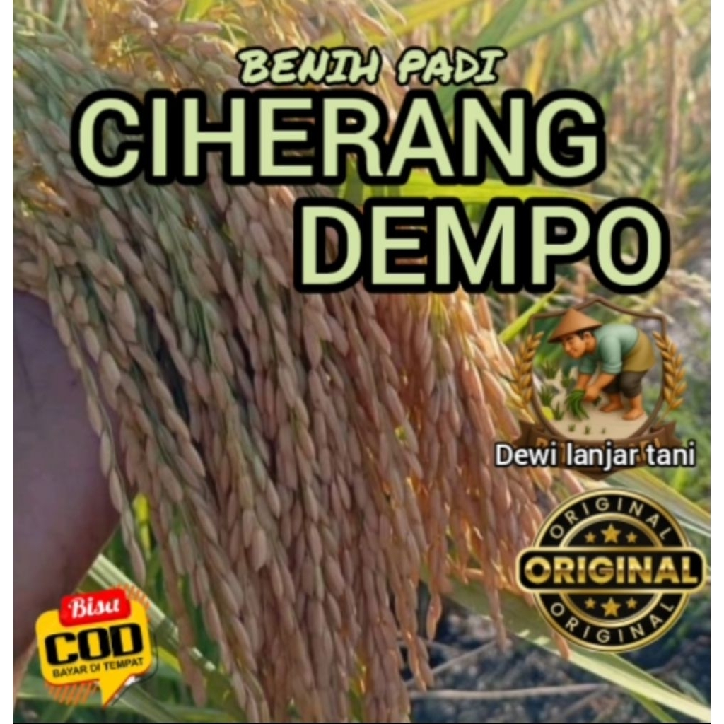 BENIH PADI CIHERANG DEMPO KEMASAN 5KG