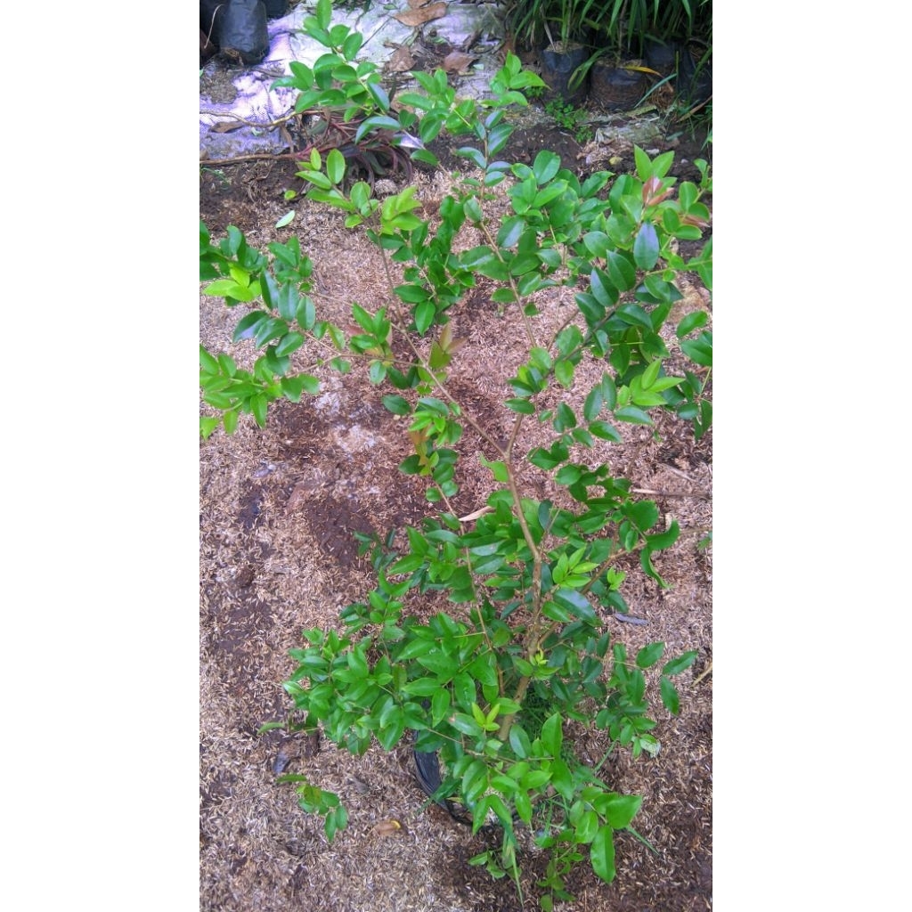 Pohon Anggur Brazil 1Meter / Tanaman Anggur Braazil / Tanaman OutDor / Tanaman Buah