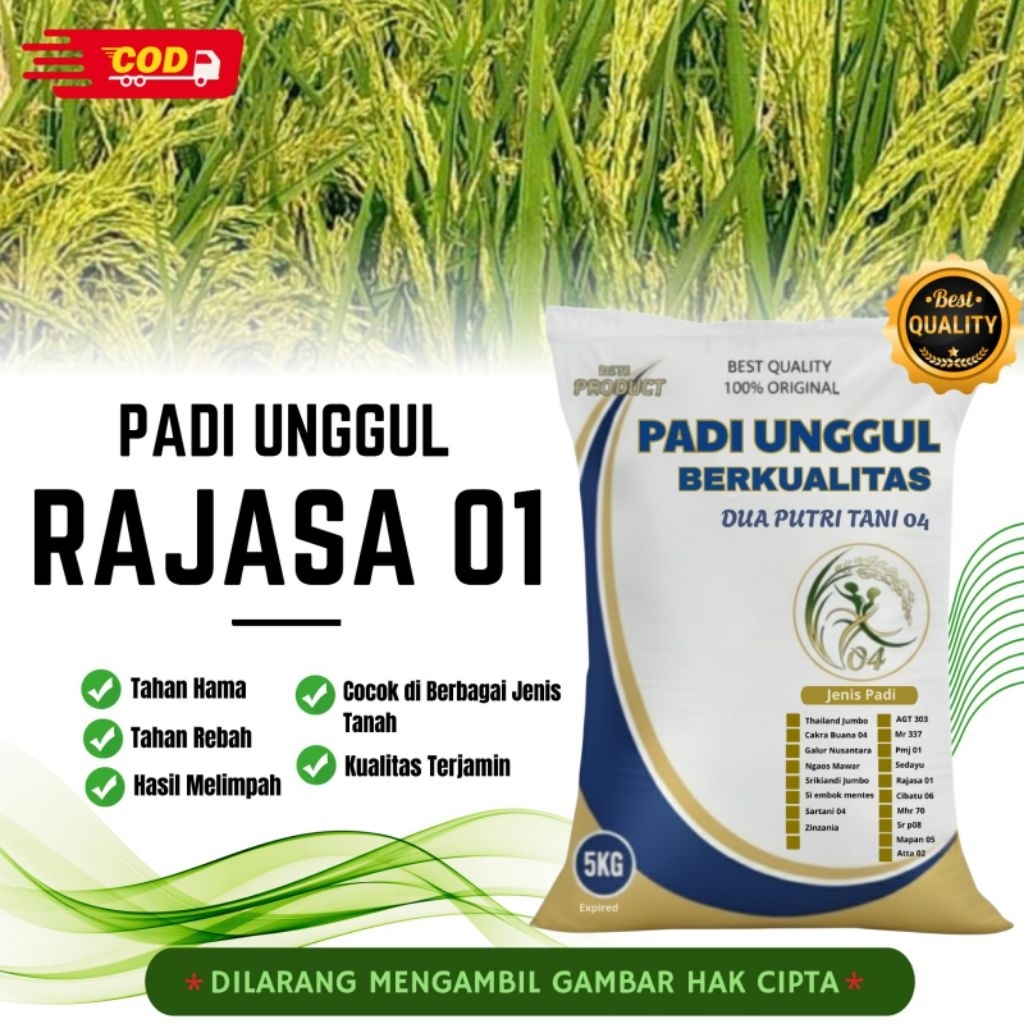 bibit PADI RAJASA 01 kemasan 5kg
