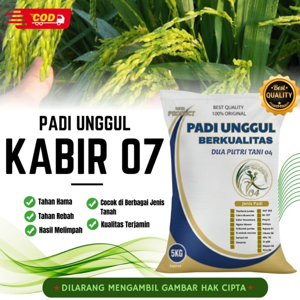 bibit PADI KABIR 07 kemasan 5 kg